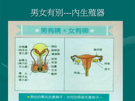 女性人體|女性生殖系統